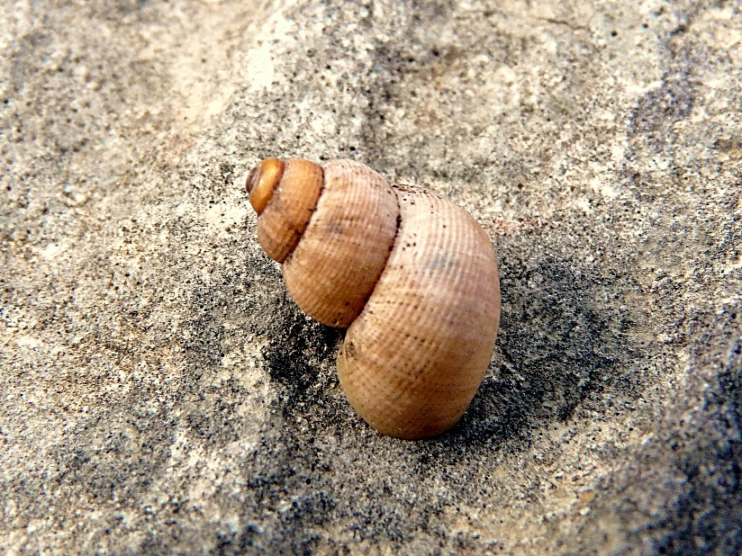 Pomatias elegans dal gargano